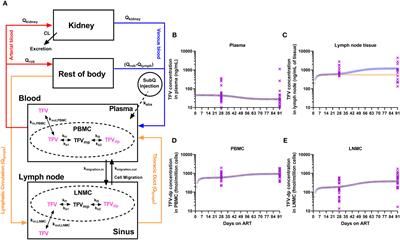Viral dissemination and immune activation modulate antiretroviral drug levels in lymph nodes of SIV-infected rhesus macaques